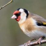 Gartenvögel: Wie erkennt und lockt man den Stieglitz?

Der Stieglitz (Carduelis carduelis), auch Distelfink genannt, ist mit seinem farbenfrohen Gefieder einer der schönsten Singvögel in unseren Gärten. Sein markantes Aussehen mit der roten Gesichtsmaske, den schwarz-weißen Flügeln und dem gelben Flügelband macht ihn unverwechselbar.

So erkennen Sie den Stieglitz:
- Größe: etwa 12-13 cm
- Auffällige rot-schwarz-weiße Kopfzeichnung
- Gelbes Flügelband auf schwarzen Flügeln
- Melodischer, zwitschernder Gesang

Tipps um Stieglitze in Ihren Garten zu locken:
1. Bieten Sie Disteln und Karden an - die Lieblingsnahrung des Stieglitz
2. Pflanzen Sie heimische Stauden wie Flockenblumen oder Sonnenblumen
3. Stellen Sie eine Vogeltränke mit frischem Wasser bereit
4. Vermeiden Sie den Einsatz von Pestiziden
5. Lassen Sie im Herbst einige Samenstände stehen

Mit diesen Maßnahmen schaffen Sie einen einladenden Lebensraum für diesen eleganten Gartenvogel und können sich an seinem fröhlichen Gesang erfreuen. Der Stieglitz steht übrigens auf der Vorwarnliste der bedrohten Vogelarten - umso wichtiger ist es, ihm in unseren Gärten einen Lebensraum zu bieten.