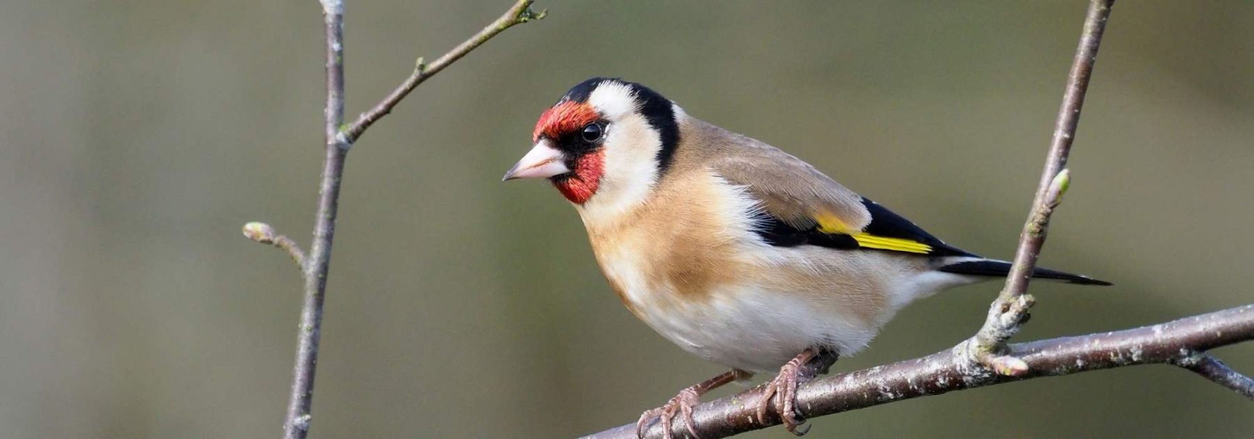 Gartenvögel: Wie erkennt und lockt man den Stieglitz?
Der Stieglitz (Carduelis carduelis), auch Distelfink genannt, ist mit seinem farbenfrohen Gefieder einer der schönsten Singvögel in unseren Gärten. Sein markantes Aussehen mit der roten Gesichtsmaske, den schwarz-weißen Flügeln und dem gelben Flügelband macht ihn unverwechselbar.
So erkennen Sie den Stieglitz:
- Größe: etwa 12-13 cm
- Auffällige rot-schwarz-weiße Kopfzeichnung
- Gelbes Flügelband auf schwarzen Flügeln
- Melodischer, zwitschernder Gesang
Tipps um Stieglitze in Ihren Garten zu locken:
1. Bieten Sie Disteln und Karden an - die Lieblingsnahrung des Stieglitz
2. Pflanzen Sie heimische Stauden wie Flockenblumen oder Sonnenblumen
3. Stellen Sie eine Vogeltränke mit frischem Wasser bereit
4. Vermeiden Sie den Einsatz von Pestiziden
5. Lassen Sie im Herbst einige Samenstände stehen
Mit diesen Maßnahmen schaffen Sie einen einladenden Lebensraum für diesen eleganten Gartenvogel und können sich an seinem fröhlichen Gesang erfreuen. Der Stieglitz steht übrigens auf der Vorwarnliste der bedrohten Vogelarten - umso wichtiger ist es, ihm in unseren Gärten einen Lebensraum zu bieten.