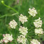 Knollenkümmel anbauen: Wo, wann und wie?