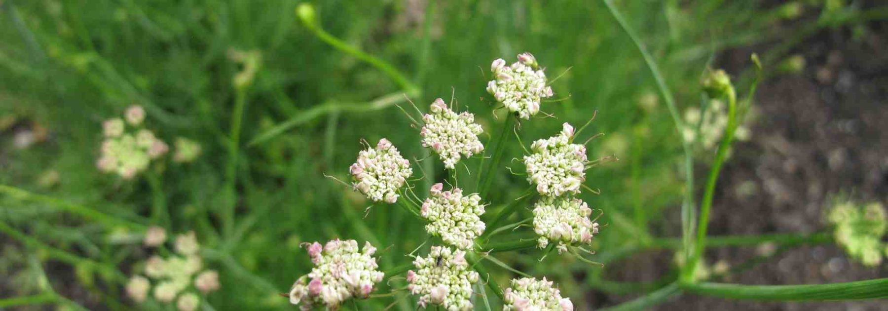 Knollenkümmel anbauen: Wo, wann und wie?