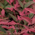 Welchen Nandina oder Himmelsbambus für Ihren Garten oder Ihre Terrasse wählen?