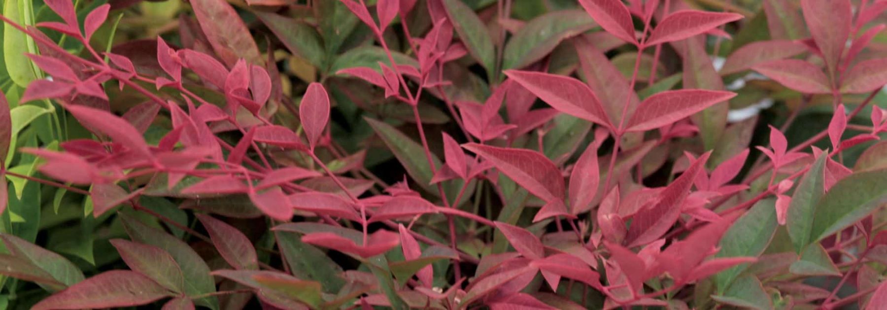 Welchen Nandina oder Himmelsbambus für Ihren Garten oder Ihre Terrasse wählen?