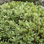 Wie vermehrt man Pittosporum durch Stecklinge?