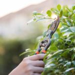 Gartenanfänger: Wie schneidet man Sträucher richtig?  

<p>Als Gartenneuling kann der richtige <strong>Schnitt</strong> von <strong>Sträuchern</strong> zunächst verwirrend sein. Doch mit ein paar grundlegenden Tipps gelingt es Ihnen, Ihre Pflanzen gesund und formschön zu halten.</p>  

<h2>Warum ist der Schnitt wichtig?</h2>  
<p>Ein regelmäßiger <strong>Schnitt</strong> fördert das Wachstum, verbessert die Blüte und verhindert, dass <strong>Sträucher</strong> zu dicht werden. Außerdem beugt er Krankheiten vor.</p>  

<h2>Wann sollte man schneiden?</h2>  
<ul>  
<li><strong>Frühlingsblüher:</strong> Nach der Blüte schneiden.</li>  
<li><strong>Sommerblüher:</strong> Im späten Winter oder frühen Frühjahr schneiden.</li>  
<li><strong>Immergrüne Sträucher:</strong> Leichter Formschnitt im Frühjahr oder Herbst.</li>  
</ul>  

<h2>Grundregeln für den Schnitt</h2>  
<ol>  
<li>Verwenden Sie scharfe und saubere Werkzeuge.</li>  
<li>Schneiden Sie knapp über einer Knospe oder einem Seitentrieb.</li>  
<li>Entfernen Sie abgestorbene oder kranke Äste zuerst.</li>  
</ol>  

<p>Mit diesen einfachen Schritten gelingt der <strong>Schnitt</strong> Ihrer <strong>Sträucher</strong> garantiert – auch als Anfänger!</p>