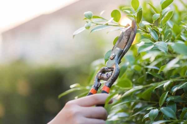 Gartenanfänger: Wie schneidet man Sträucher richtig?  

<p>Als Gartenneuling kann der richtige <strong>Schnitt</strong> von <strong>Sträuchern</strong> zunächst verwirrend sein. Doch mit ein paar grundlegenden Tipps gelingt es Ihnen, Ihre Pflanzen gesund und formschön zu halten.</p>  

<h2>Warum ist der Schnitt wichtig?</h2>  
<p>Ein regelmäßiger <strong>Schnitt</strong> fördert das Wachstum, verbessert die Blüte und verhindert, dass <strong>Sträucher</strong> zu dicht werden. Außerdem beugt er Krankheiten vor.</p>  

<h2>Wann sollte man schneiden?</h2>  
<ul>  
<li><strong>Frühlingsblüher:</strong> Nach der Blüte schneiden.</li>  
<li><strong>Sommerblüher:</strong> Im späten Winter oder frühen Frühjahr schneiden.</li>  
<li><strong>Immergrüne Sträucher:</strong> Leichter Formschnitt im Frühjahr oder Herbst.</li>  
</ul>  

<h2>Grundregeln für den Schnitt</h2>  
<ol>  
<li>Verwenden Sie scharfe und saubere Werkzeuge.</li>  
<li>Schneiden Sie knapp über einer Knospe oder einem Seitentrieb.</li>  
<li>Entfernen Sie abgestorbene oder kranke Äste zuerst.</li>  
</ol>  

<p>Mit diesen einfachen Schritten gelingt der <strong>Schnitt</strong> Ihrer <strong>Sträucher</strong> garantiert – auch als Anfänger!</p>