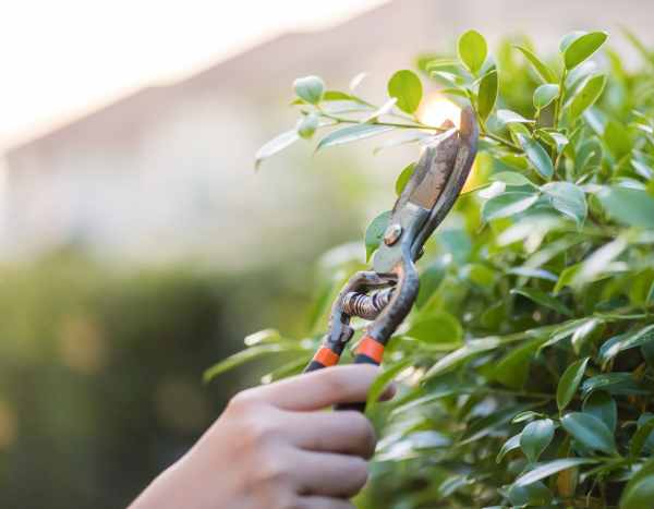Gartenanfänger: Wie schneidet man Sträucher richtig?  

<p>Als Gartenneuling kann der richtige <strong>Schnitt</strong> von <strong>Sträuchern</strong> zunächst verwirrend sein. Doch mit ein paar grundlegenden Tipps gelingt es Ihnen, Ihre Pflanzen gesund und formschön zu halten.</p>  

<h2>Warum ist der Schnitt wichtig?</h2>  
<p>Ein regelmäßiger <strong>Schnitt</strong> fördert das Wachstum, verbessert die Blüte und verhindert, dass <strong>Sträucher</strong> zu dicht werden. Außerdem beugt er Krankheiten vor.</p>  

<h2>Wann sollte man schneiden?</h2>  
<ul>  
<li><strong>Frühlingsblüher:</strong> Nach der Blüte schneiden.</li>  
<li><strong>Sommerblüher:</strong> Im späten Winter oder frühen Frühjahr schneiden.</li>  
<li><strong>Immergrüne Sträucher:</strong> Leichter Formschnitt im Frühjahr oder Herbst.</li>  
</ul>  

<h2>Grundregeln für den Schnitt</h2>  
<ol>  
<li>Verwenden Sie scharfe und saubere Werkzeuge.</li>  
<li>Schneiden Sie knapp über einer Knospe oder einem Seitentrieb.</li>  
<li>Entfernen Sie abgestorbene oder kranke Äste zuerst.</li>  
</ol>  

<p>Mit diesen einfachen Schritten gelingt der <strong>Schnitt</strong> Ihrer <strong>Sträucher</strong> garantiert – auch als Anfänger!</p>
