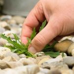 Unkraut auf der Terrasse, im Hof oder auf dem Weg entfernen: unsere Tipps