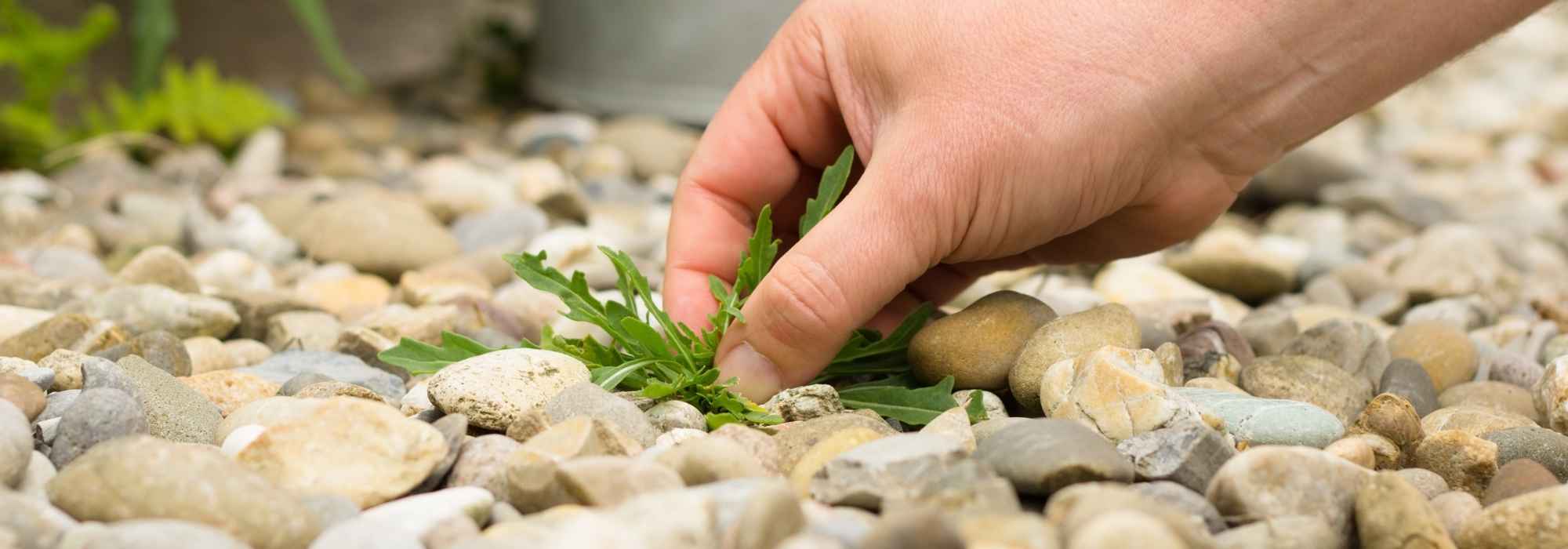 Unkraut auf der Terrasse, im Hof oder auf dem Weg entfernen: unsere Tipps