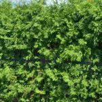 Wie kann man das Wachstum einer Hecke auf natürliche Weise beschleunigen?