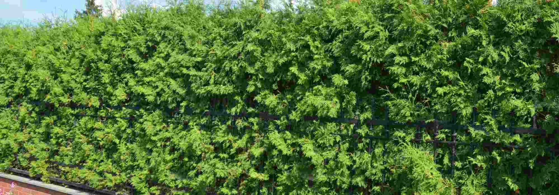 Wie kann man das Wachstum einer Hecke auf natürliche Weise beschleunigen?