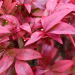 Einen Nandina im Topf kultivieren: Alle unsere Tipps