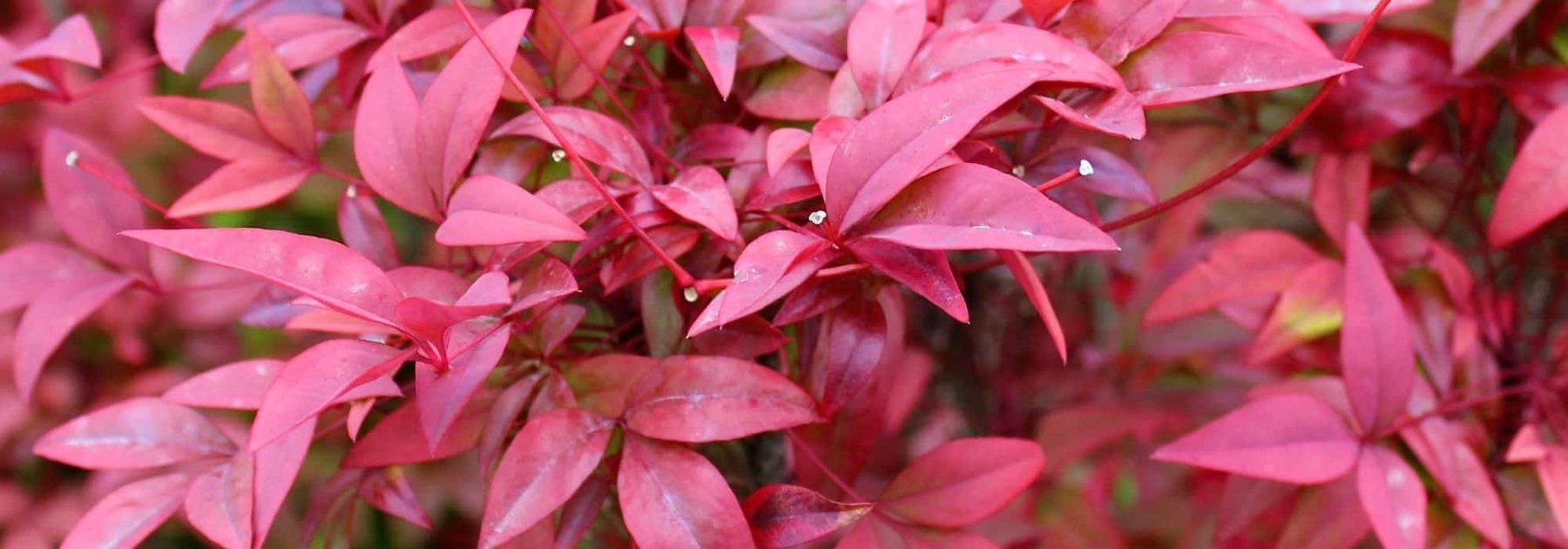 Einen Nandina im Topf kultivieren: Alle unsere Tipps