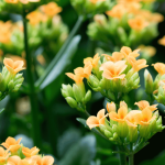 Kalanchoe: Pflege und Kultivierung