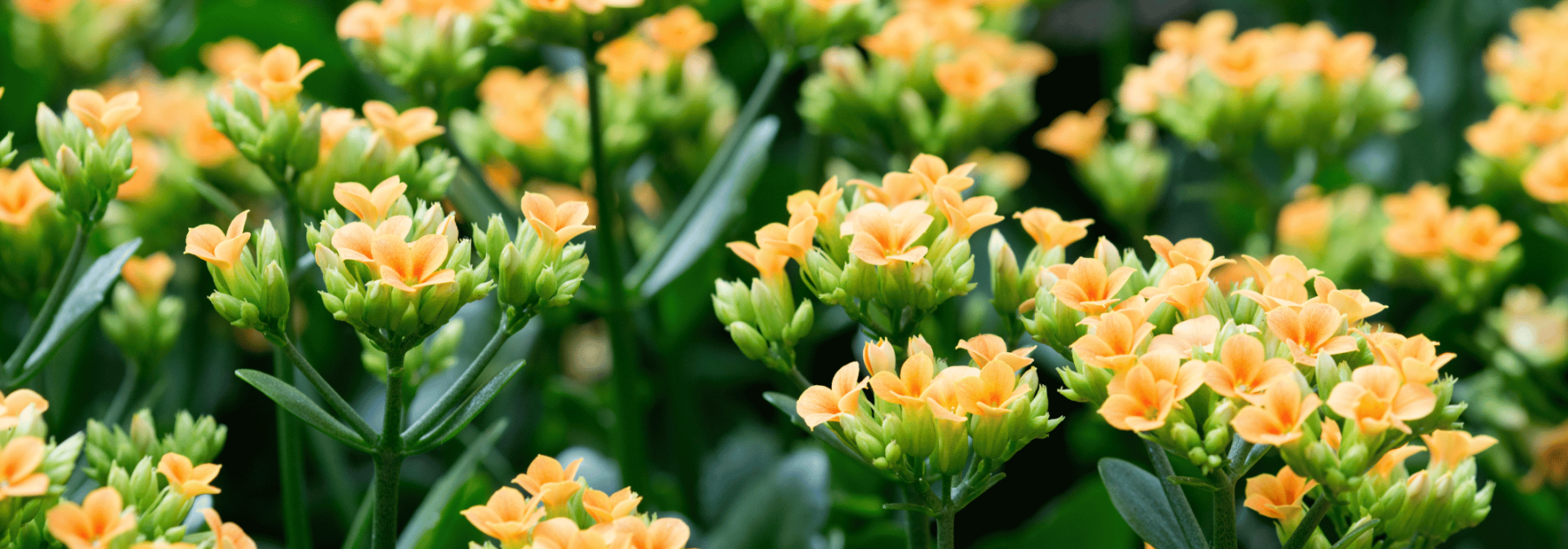 Kalanchoe: Pflege und Kultivierung