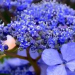 Blaue Hortensie: Unsere Tipps für intensiv blaue Blüten