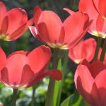 Krankheiten und Parasiten der Tulpen