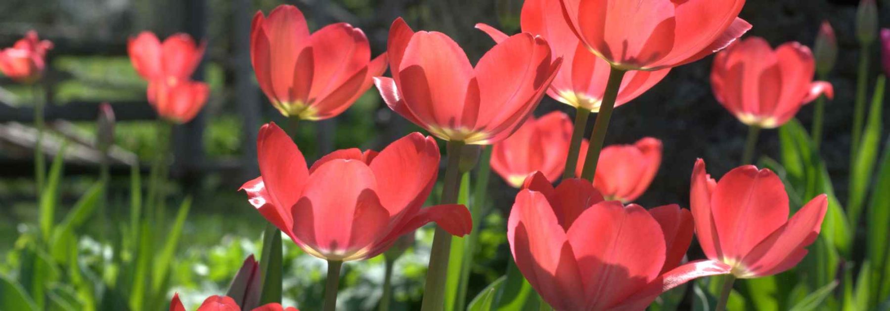 Krankheiten und Parasiten der Tulpen
