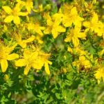 Johanniskraut: Welche gesundheitlichen Vorteile bietet es?