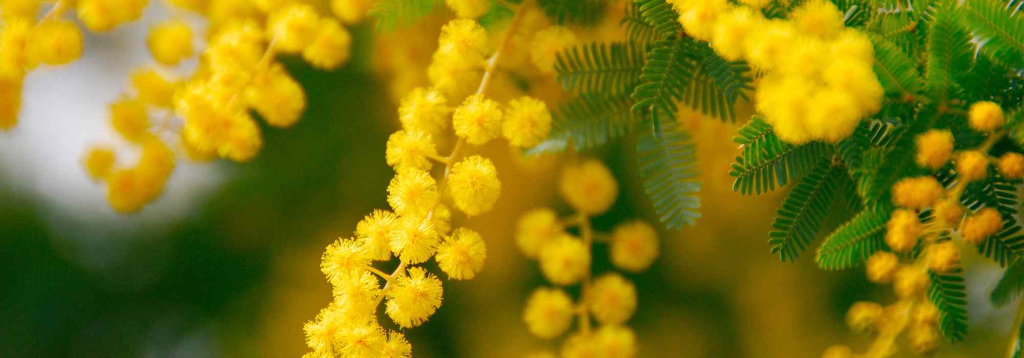 Duftende Akasie: Die schönsten Sorten für einen blühenden und duftenden Garten
