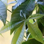 Pachira: Pflanzung, Pflege und Kultivierung
