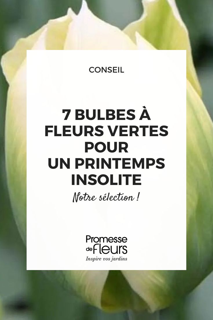 7 grüne Blumenzwiebeln für einen ungewöhnlichen und eleganten Frühling (1) Tulpe Spring Green
