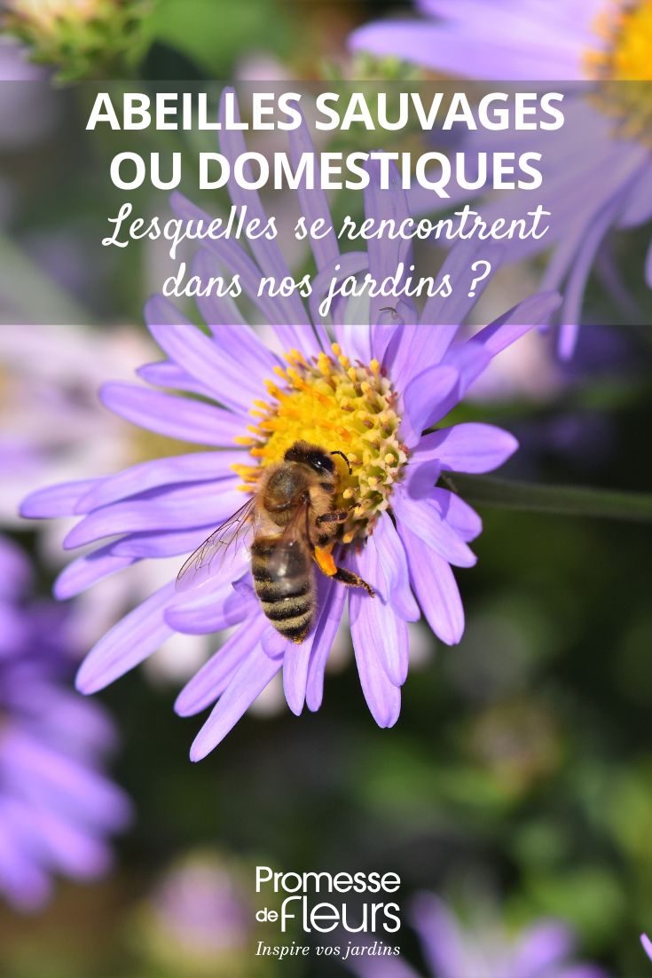 Biene, die eine Blume bestäubt