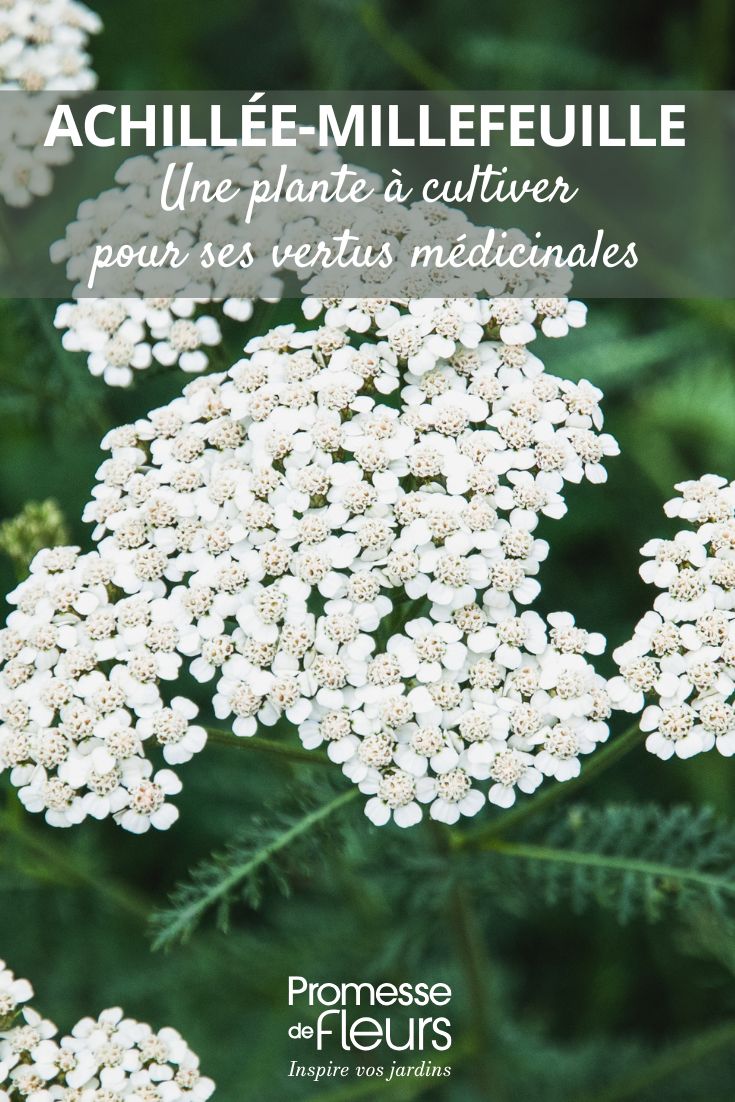 weiße Blüten der Achillea millefolium