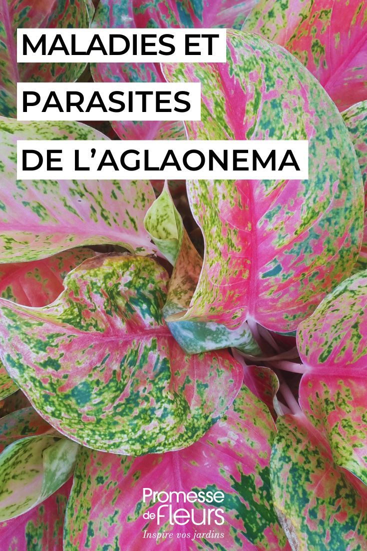 Aglaonema Krankheiten, Schädlinge und häufige Probleme pflegen Sie die AGLAONEMA