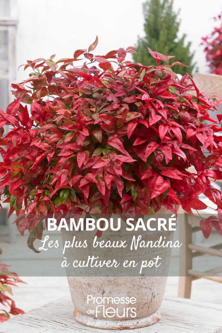 Die schönsten heiligen Bambus-Nandina für die Topfkultur Einen Nandina für den Kübel auswählen