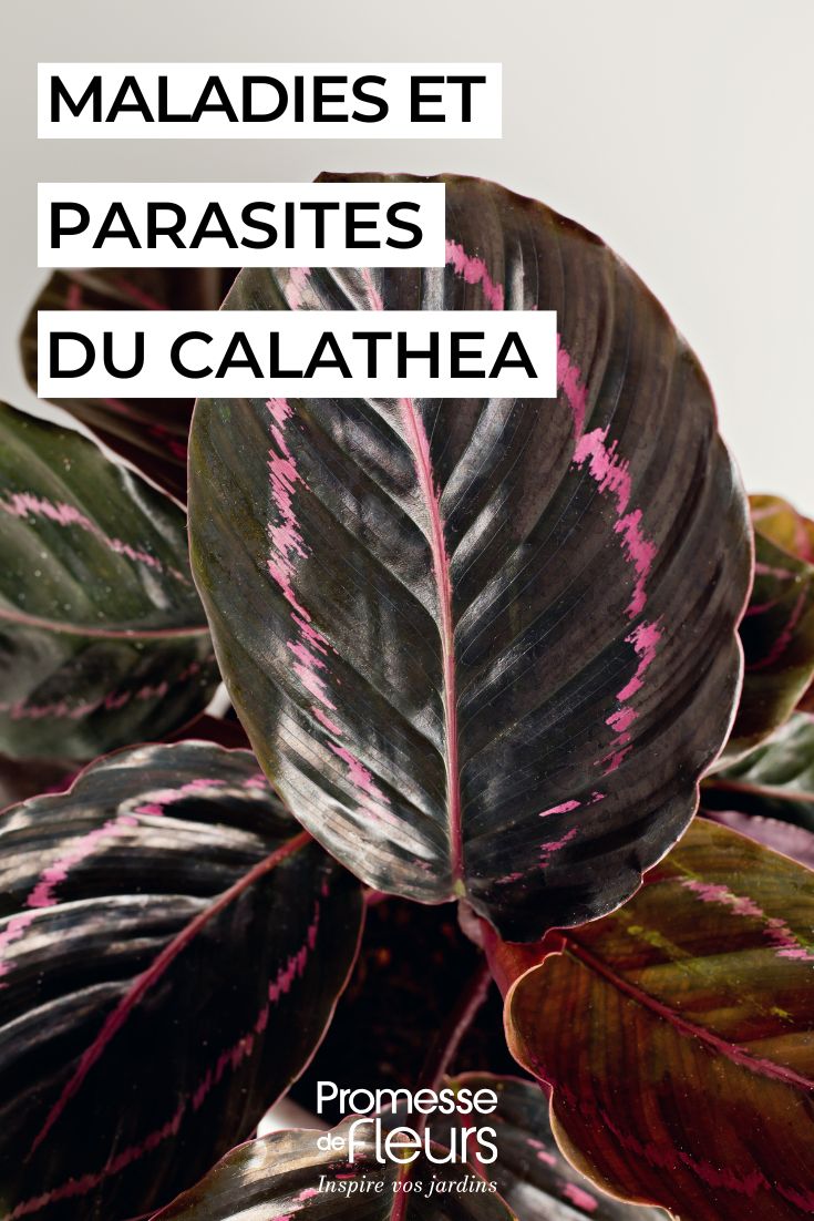 Den CALATHEA pflegen