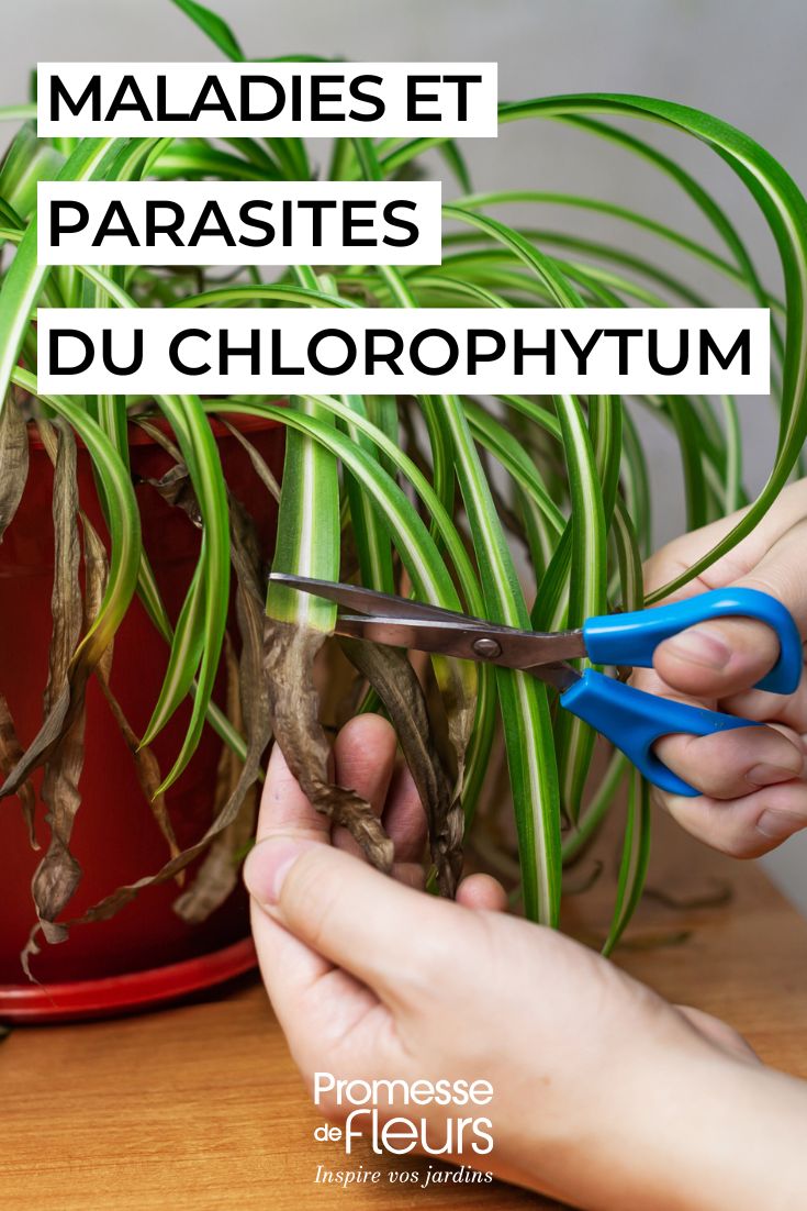 Chlorophytum Schädlinge, Krankheiten und wichtige Pflegetipps (1) Pflegen des CHLOROPHYTUM