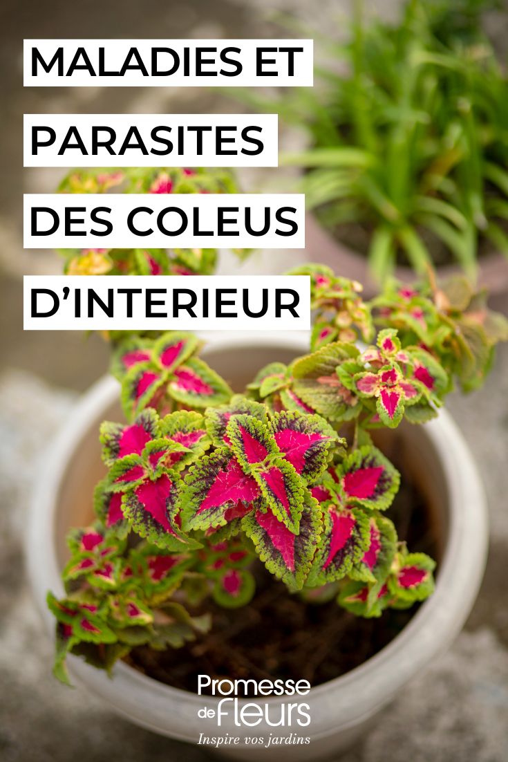 Coleus als Zimmerpflanze: Krankheiten und Schädlinge vorbeugen und behandeln Buntnessel, wie pflegt man sie richtig