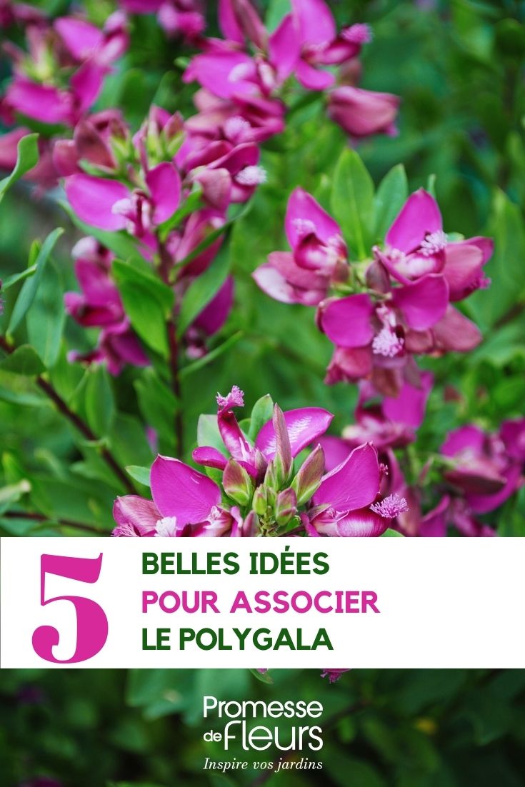 Wie man Polygala kombiniert Ideen für die Kombination mit Polygala