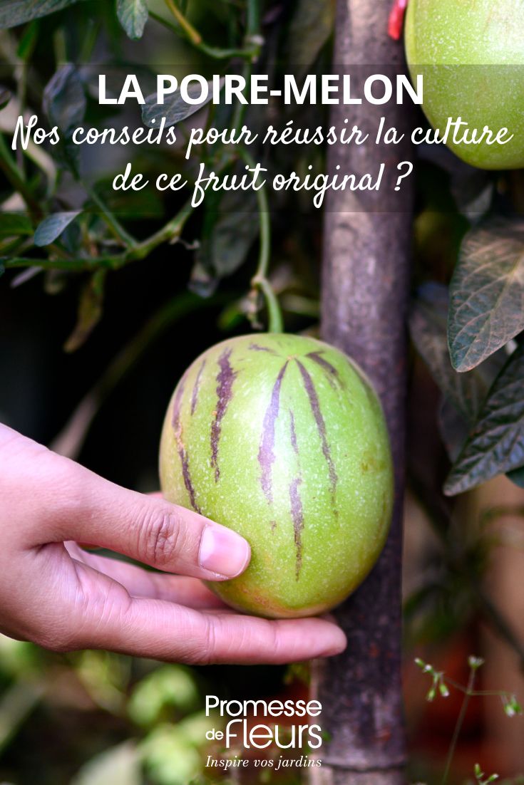 Wie man die Birnenmelone anbaut – eine exotische und originelle Frucht Frucht des Solanum muricatum