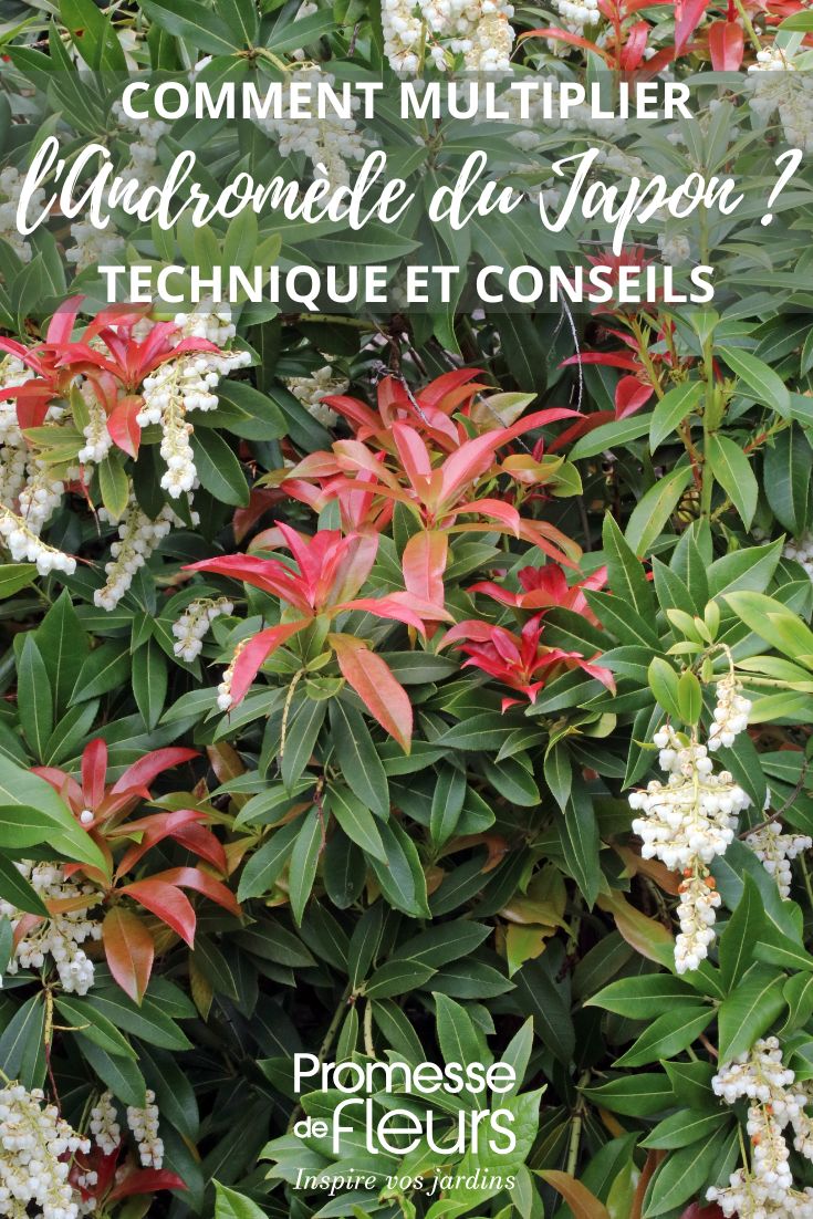 Wie man die Japanische Lavendelheide vermehrt Pieris japonica