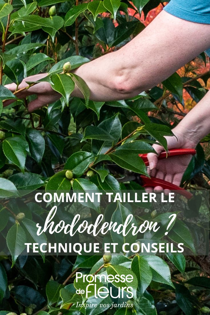 der Schnitt des Rhododendrons