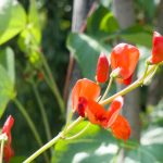 Die besten einjährigen Kletterpflanzen für eine schnelle Gartengestaltung