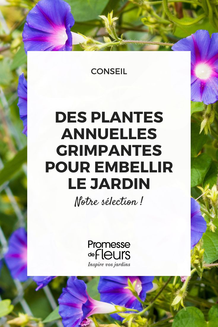 Die besten einjährigen Kletterpflanzen für eine schnelle Gartengestaltung Ipomoea purpurea | Blaue Prunkwinde oder Purpur-Prunkwinde