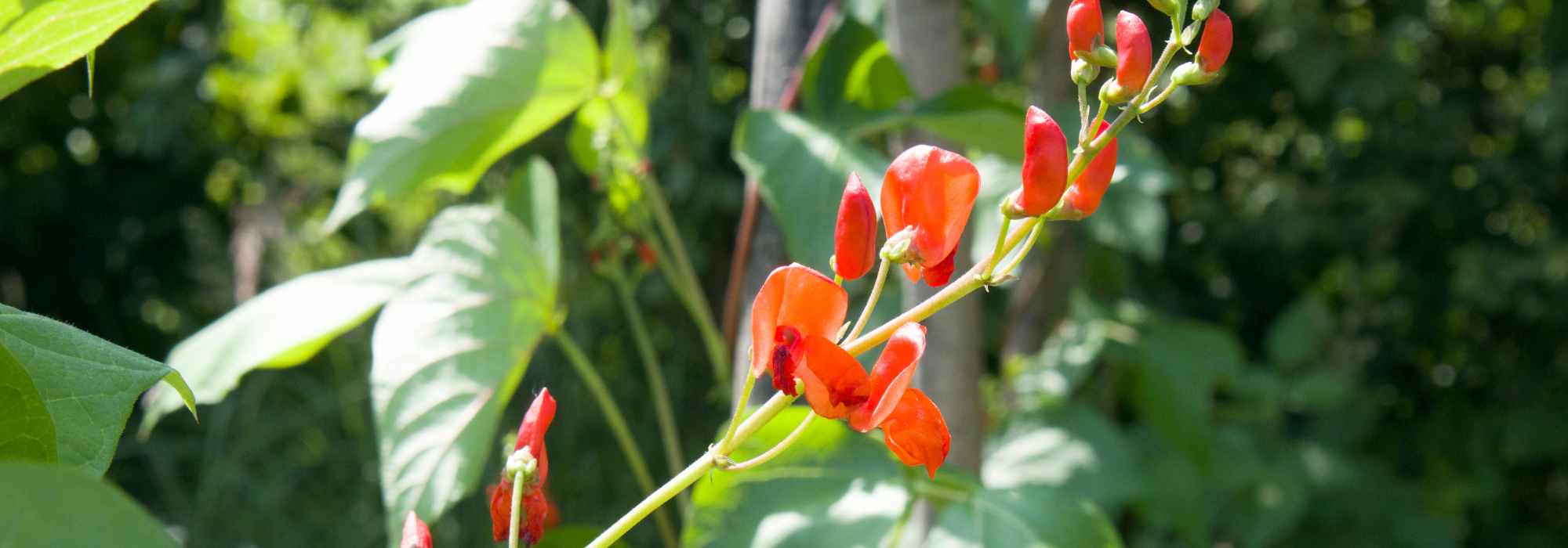 Die besten einjährigen Kletterpflanzen für eine schnelle Gartengestaltung