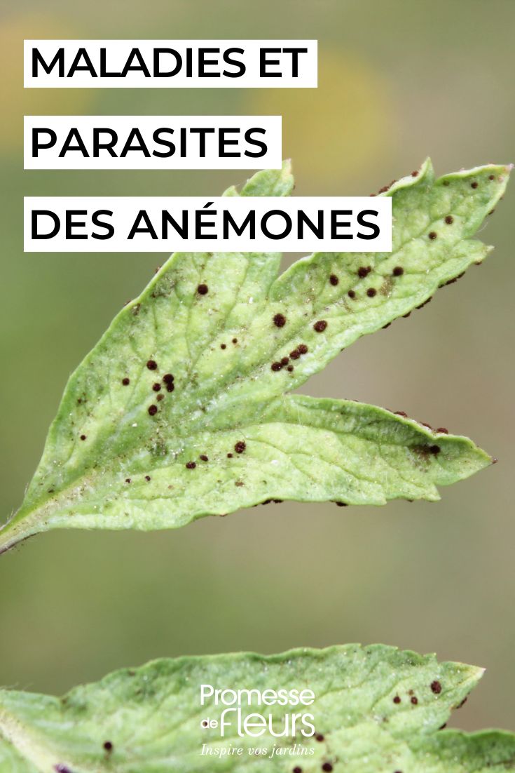 Krankheiten und Schädlinge der Anemonen Anemonen pflegen
