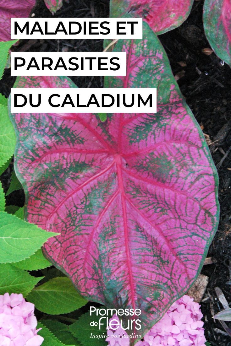 Krankheiten und Schädlinge des Caladiums im Haus erkennen und Ihre Pflanze schützen (1) Pflege des CALADIUM