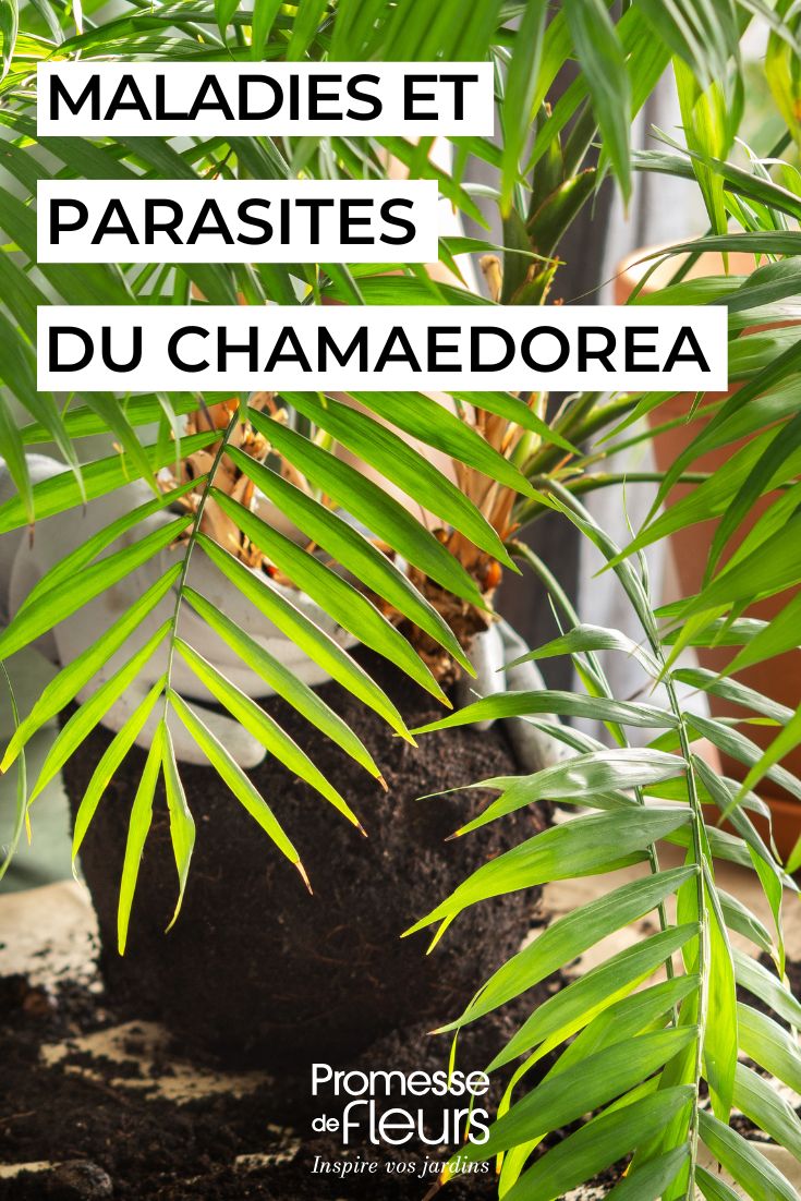 pflegen Sie den CHAMAEDOREA