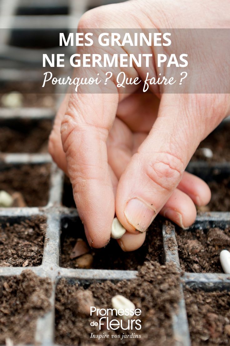 Meine Samen keimen nicht – warum und was tun? gescheiterte Aussaat