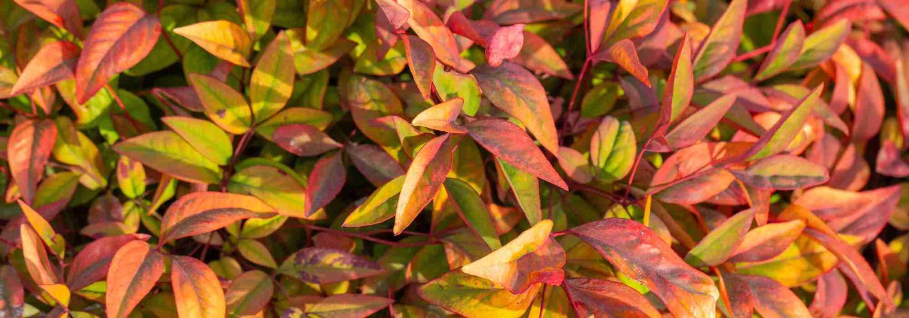 Nandina domestica: Eine verlässliche Wahl unter den Zierpflanzen mit dekorativem Laub