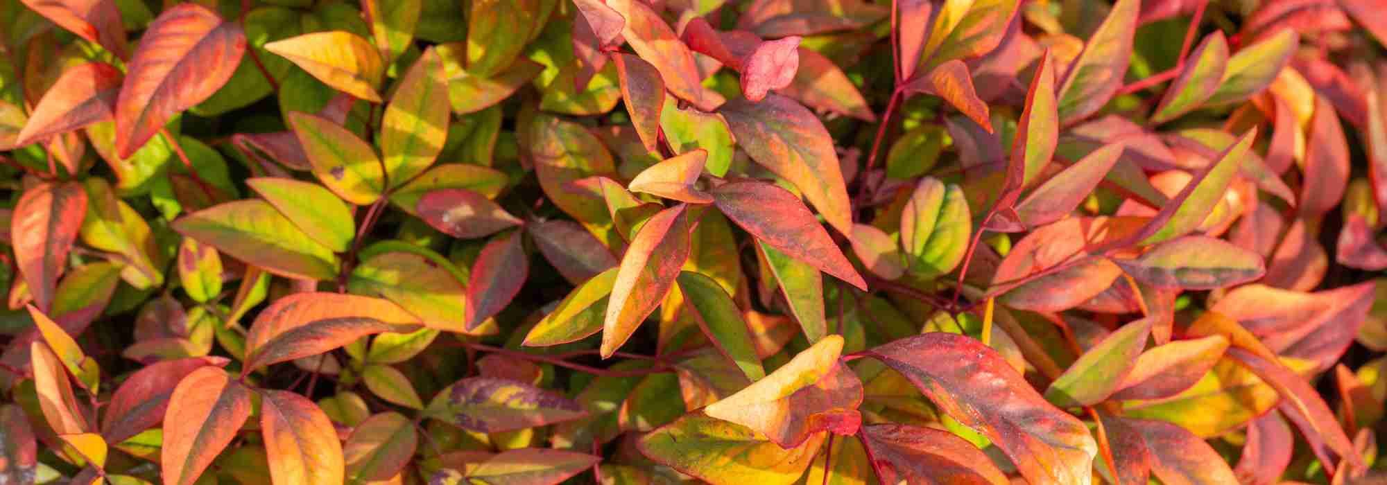 Nandina domestica: Eine verlässliche Wahl unter den Zierpflanzen mit dekorativem Laub