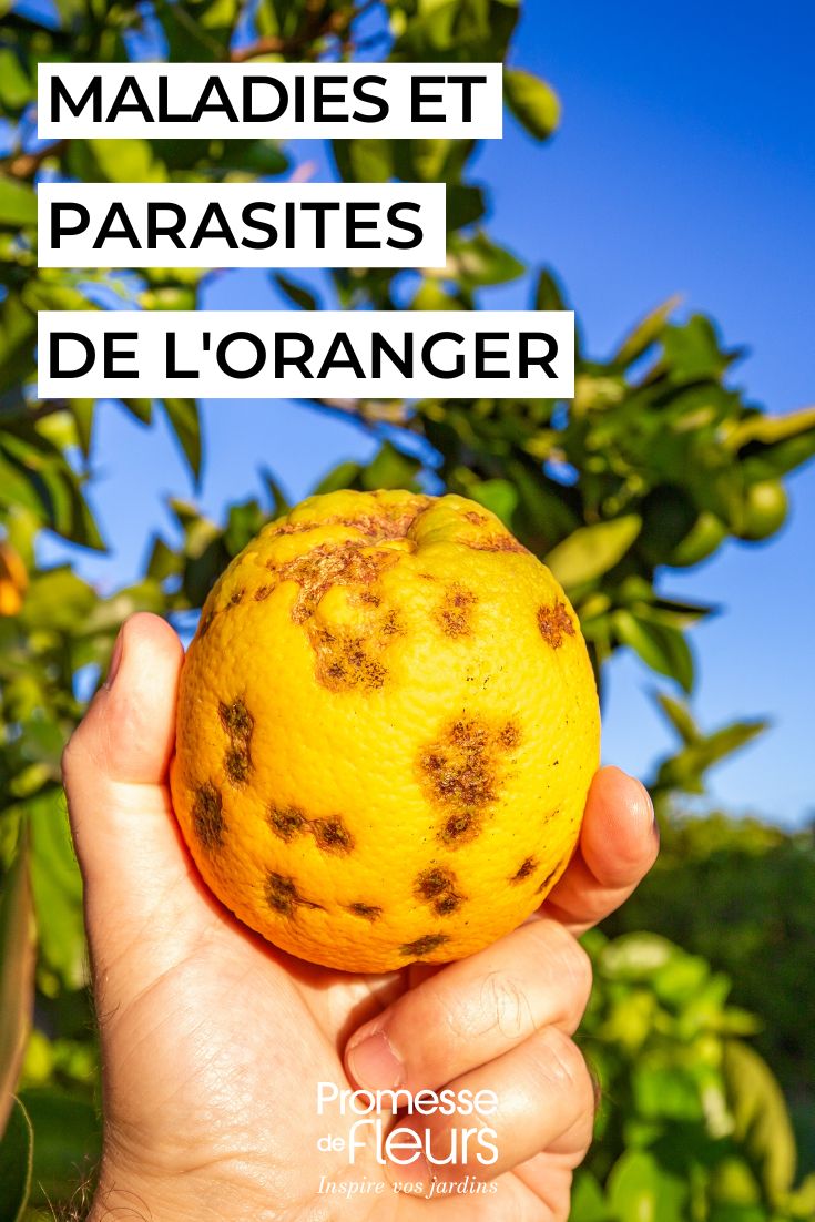 den Orangenbaum pflegen