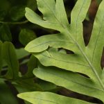 Phlebodium, Blaue Farne: Anbau und Pflege
