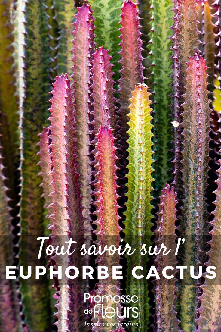 Pinterest - Pflanzensteckbriefe Alles Wissenswerte (26) Euphorbie