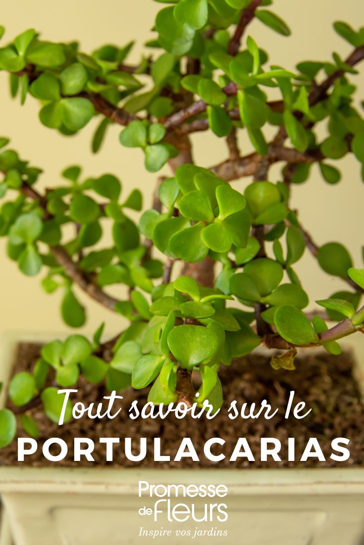 Alles über Portulacarias