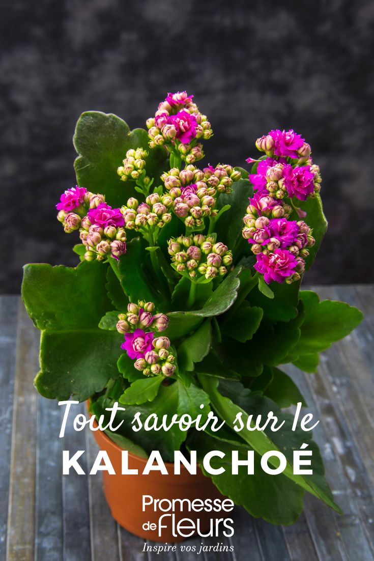 Kalanchoe - Alles, was Sie wissen müssen Kalanchoe: Pflege und Kultivierung